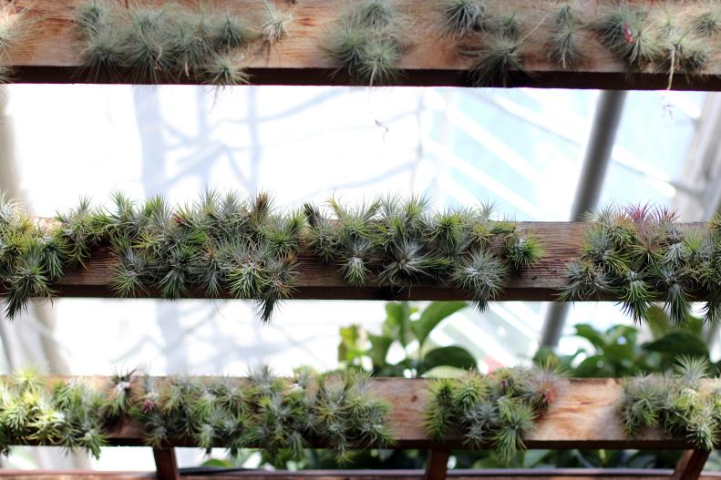 A unique way to add a whimsical touch to a pergola is to attach air plants to the wood. You can temporarily attach them using rust-proof staples until the plants put down strong enough roots to stay attached on their own.