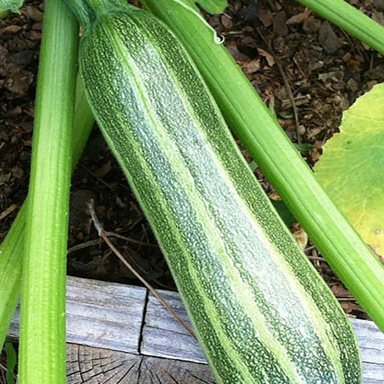 Courgettes: how to grow, care for and harvest