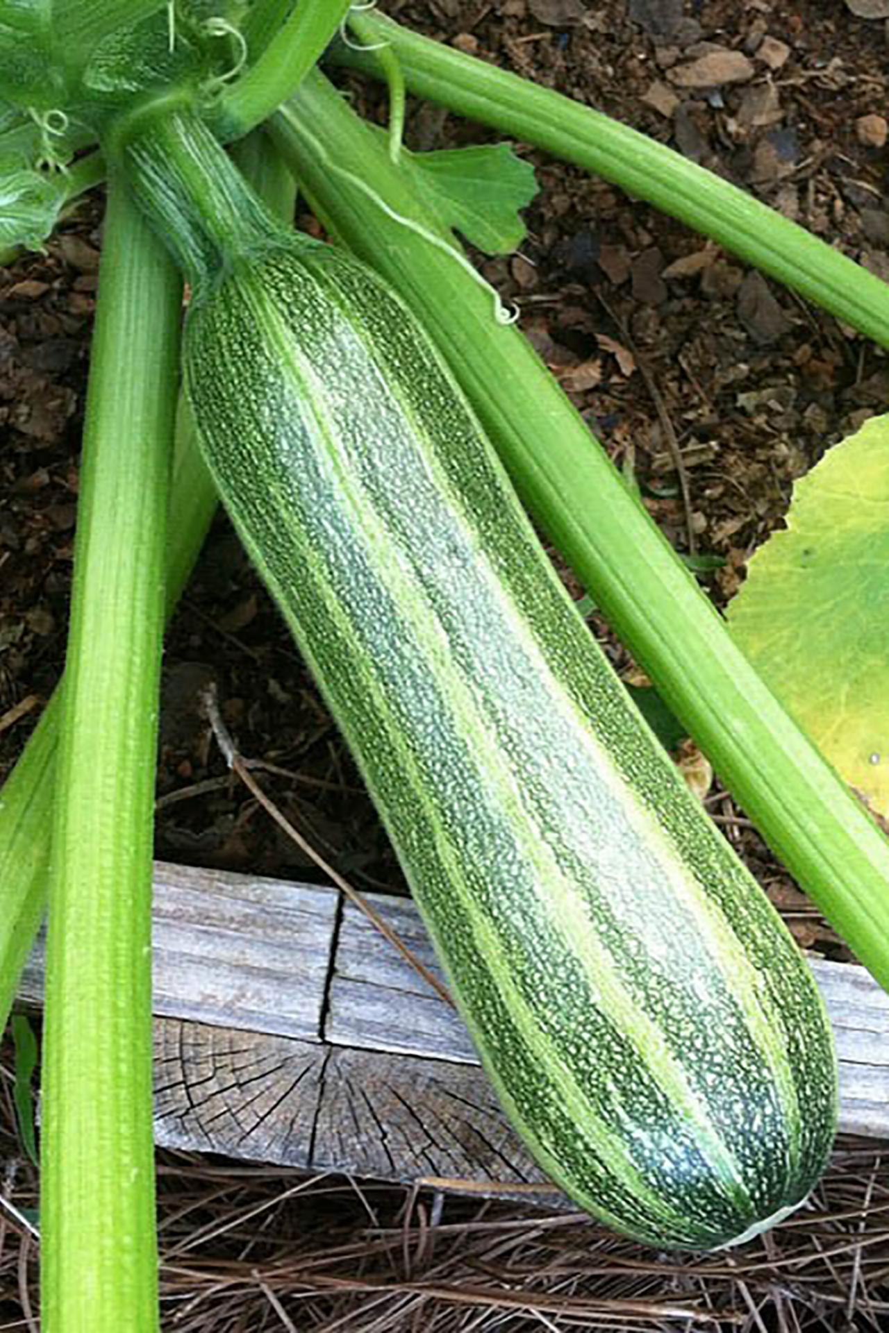 Zucchini Planting and Growing Tips When to Pick Zucchini HGTV