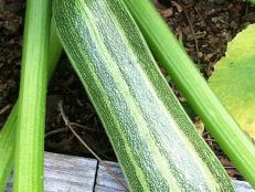 Get tips for planting, growing and harvesting your bumper crop of zucchini.