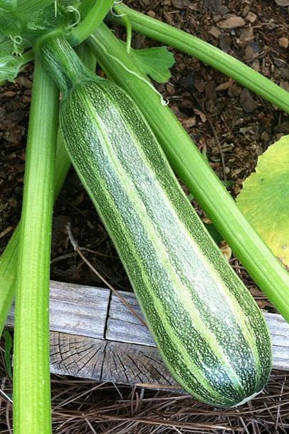 Zucchini Planting And Growing Tips When To Pick Zucchini Hgtv