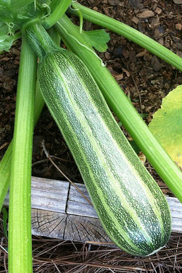 Courgette Zucchini Squash