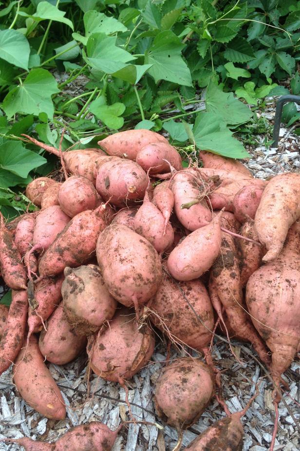 A Field Guide to Sweet Potato Types (and the Dirt on Yams)