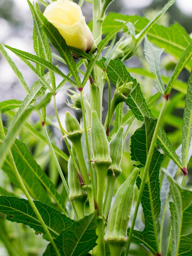 Top Veggies To Grow In The Heat Hgtv