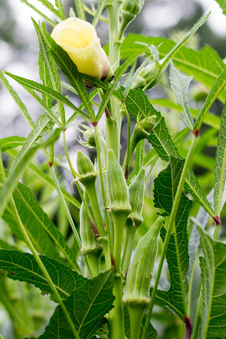Okra plant in flower