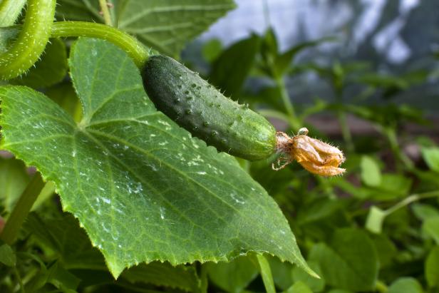 Cucumbers are a classic summer vegetable. With consistent soil moisture and good fertility, just a few plants will produce enough for plenty of salads and homemade pickles. Growing cucumbers on a trellis provides good air circulation, to keep leaf spots at bay, and makes harvesting a snap.