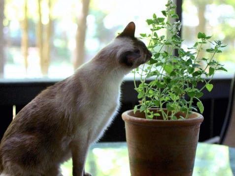 7 Plants to Grow for Cats