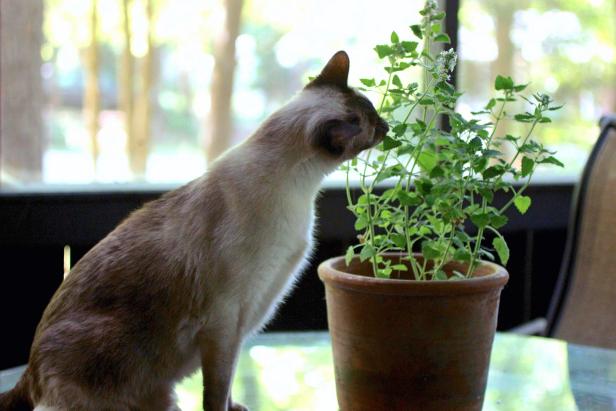 Planten om binnen te groeien voor katten