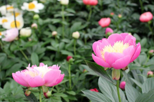 'Bowl of Beauty' stays true to its name with a bowl-like shape made of large, vibrant pink petals with pale yellow petals in the center. It needs full sun and regular watering in extreme heat. Blooming in mid-spring, this beauty is great for cutting.