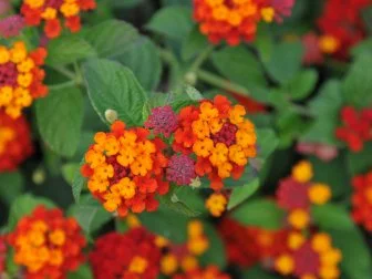 Lantana Care: Growing and Pruning Lantana | HGTV