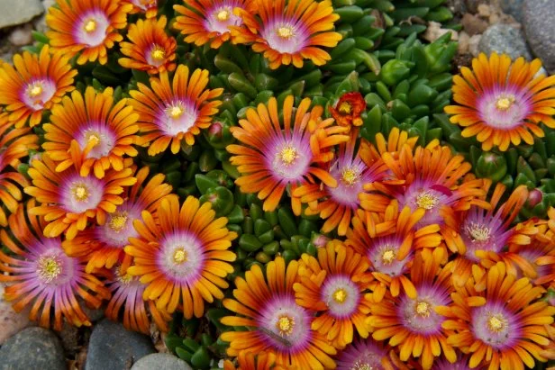 free wildflower seeds texas Bulk Texas Wildflower Seed Mix