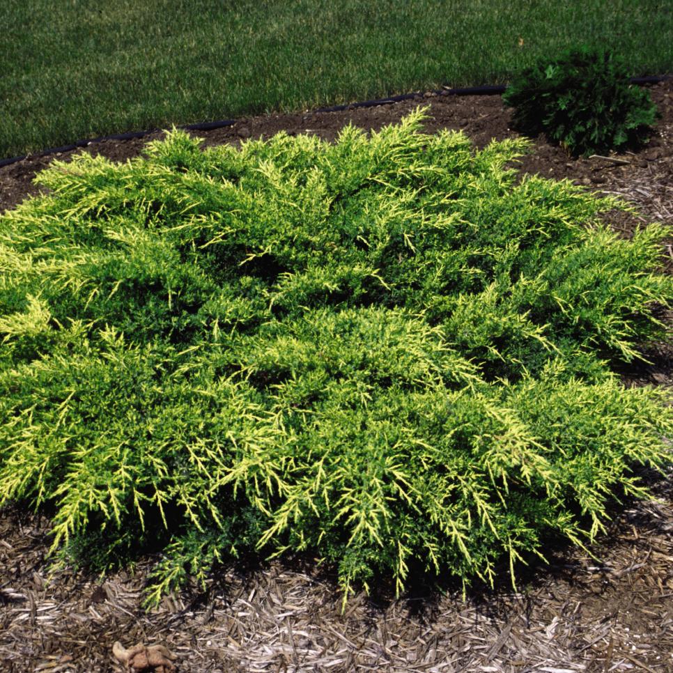 Groundcovers That Stay Green, Shrubs For Ground Cover