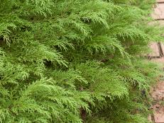 Celtic Pride™ Siberian cypress