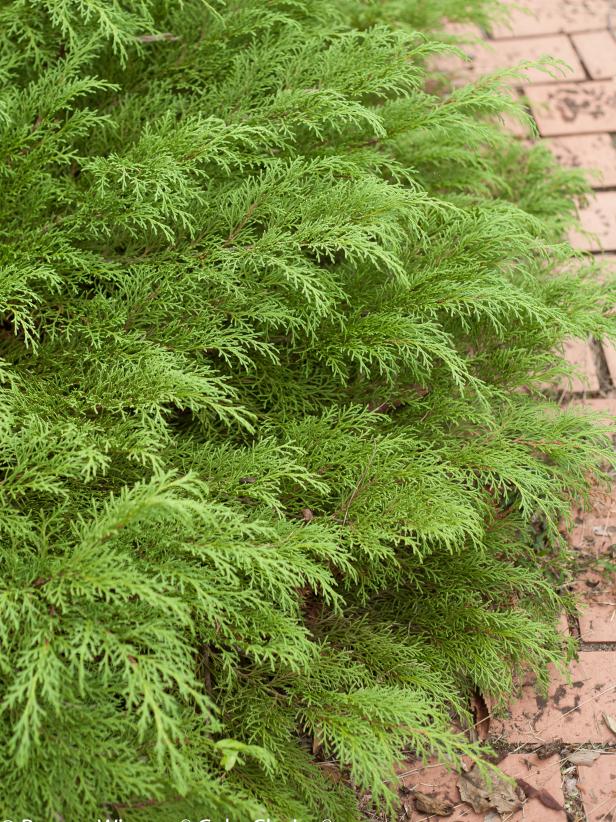 Groundcovers That Stay Green, Fast Growing Evergreen Ground Cover For Shaders