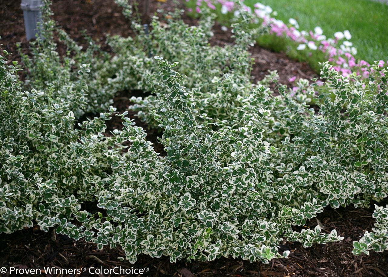 How To Grow And Care For Euonymus Plus Alternatives Hgtv