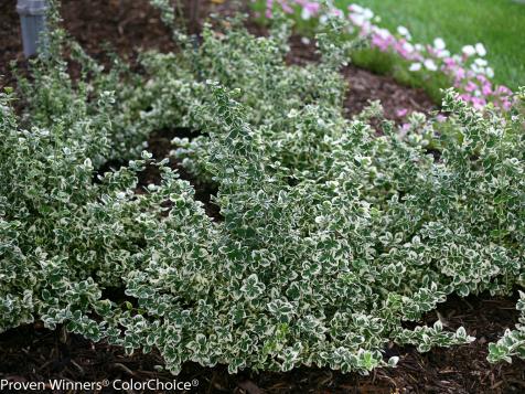 How to Grow and Care for Euonymus