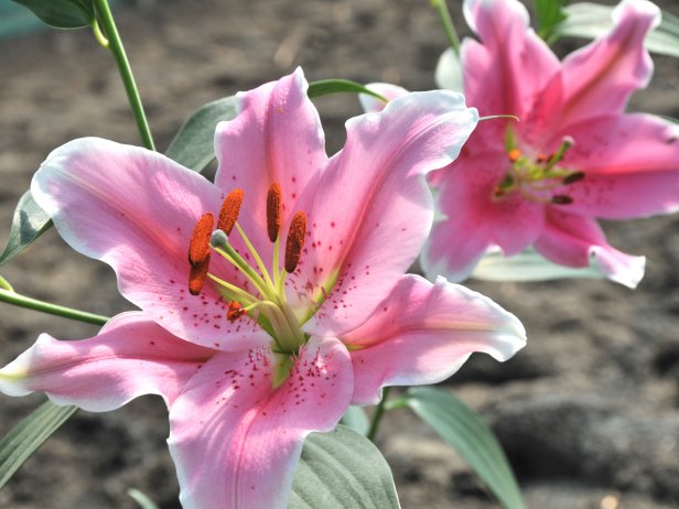 'Sorbonne' Oriental lily