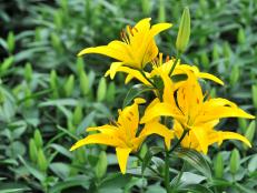 'Yellow Diamond' Lily