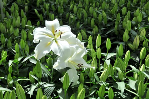 White stargazer lily