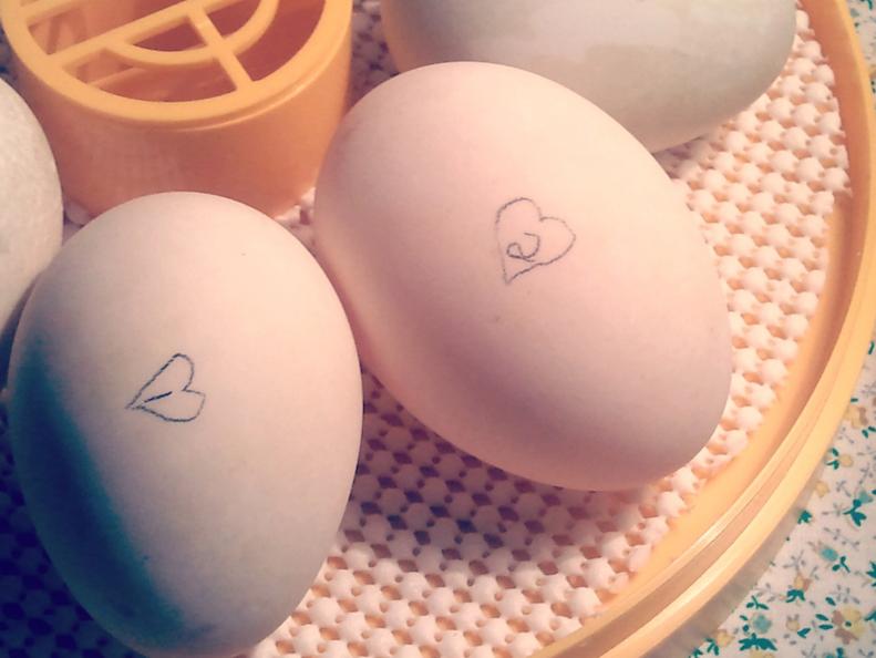 Marking the Eggs