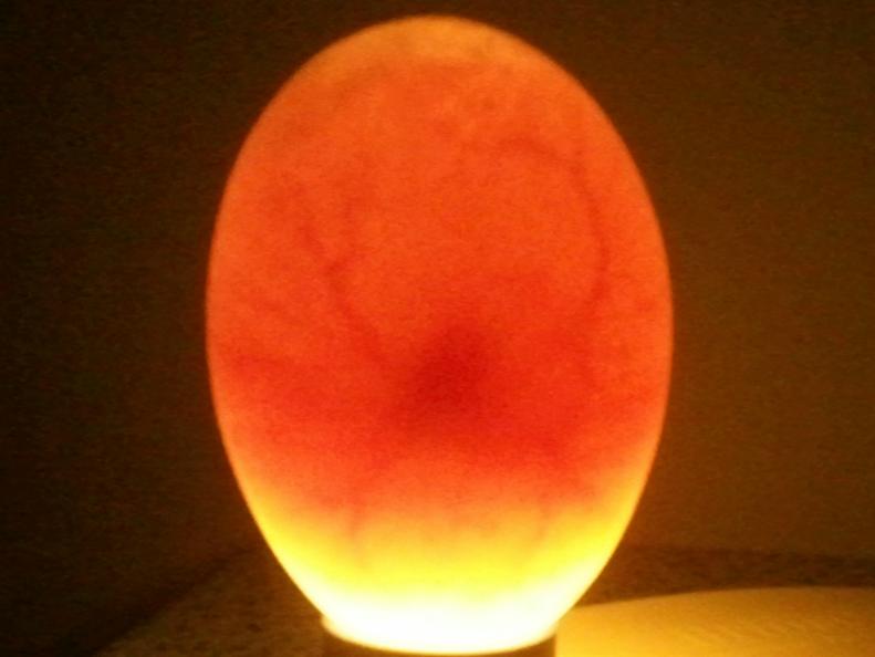 Candling Eggs