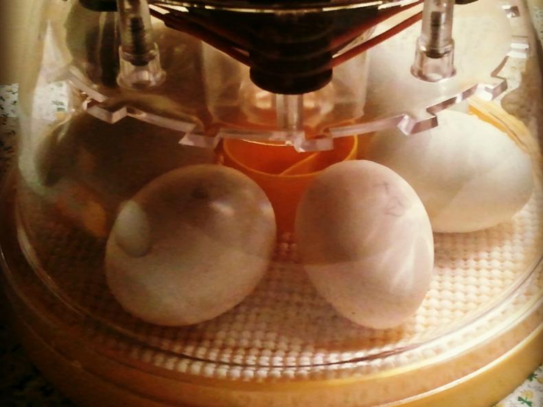 Duck Eggs in Incubator