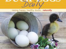 Duck Eggs Daily