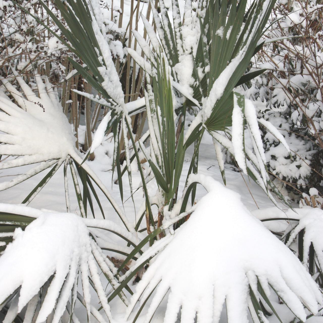 Palm Trees in the Snow: Can Palm Trees Survive In Snow?