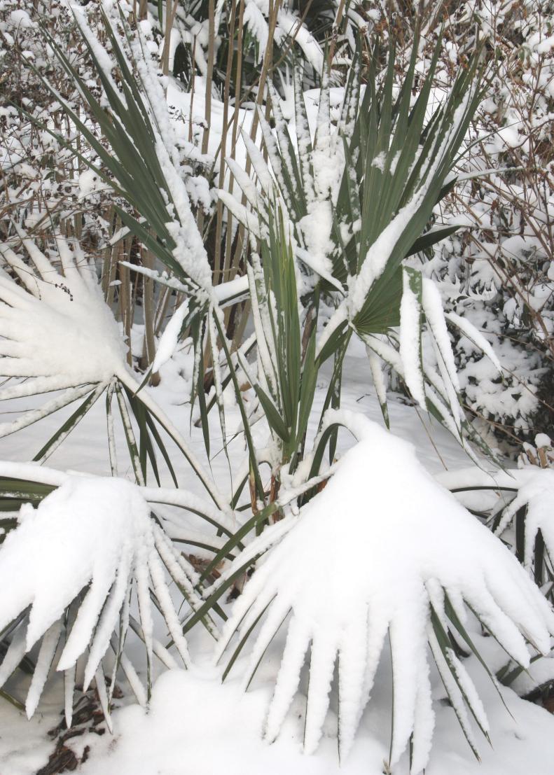 Sabal minor winter hardy palm