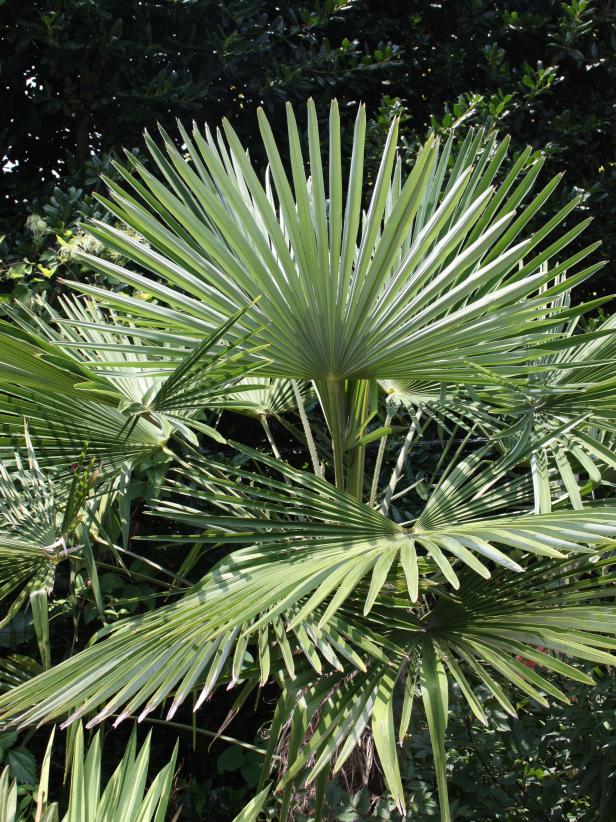 13 Cold Hardy Palm Trees, Outdoor Palm Plants