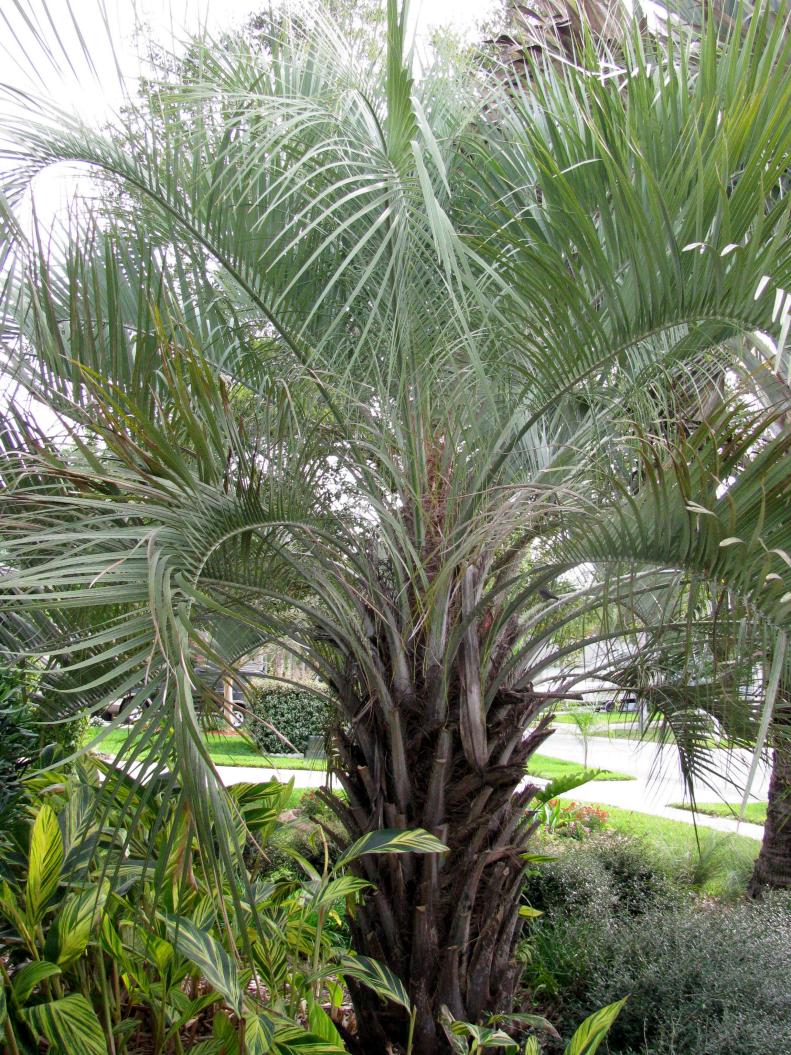 Butia winter hardy palm