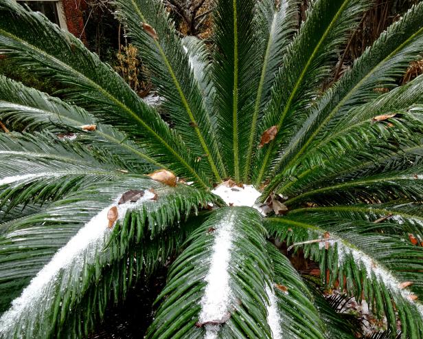 Sago palm winter hardy palm