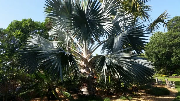 Can Palm Trees Survive Freezing Weather? Essential Survival Tips