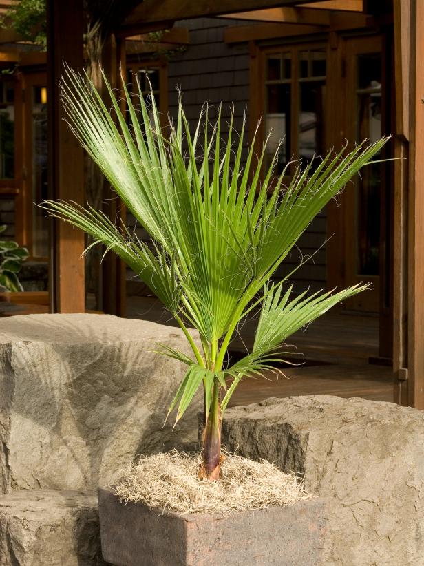 13 Cold Hardy Palm Trees | HGTV