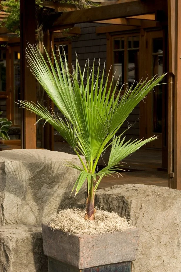 13 Cold Hardy Palm Trees | HGTV