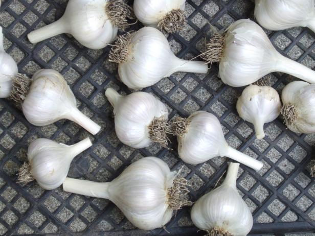 German Hardneck Garlic