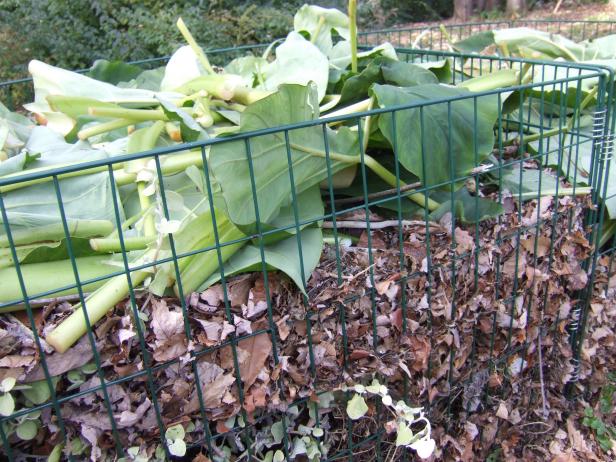 Elephant ear leaves in compost