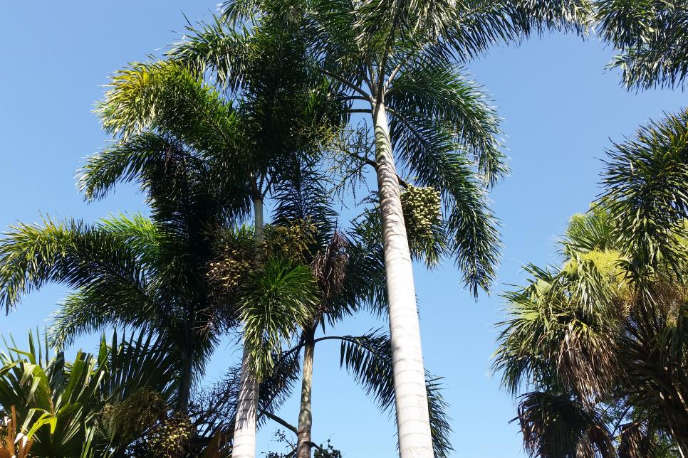 palm tree fibre used for weaving baskets