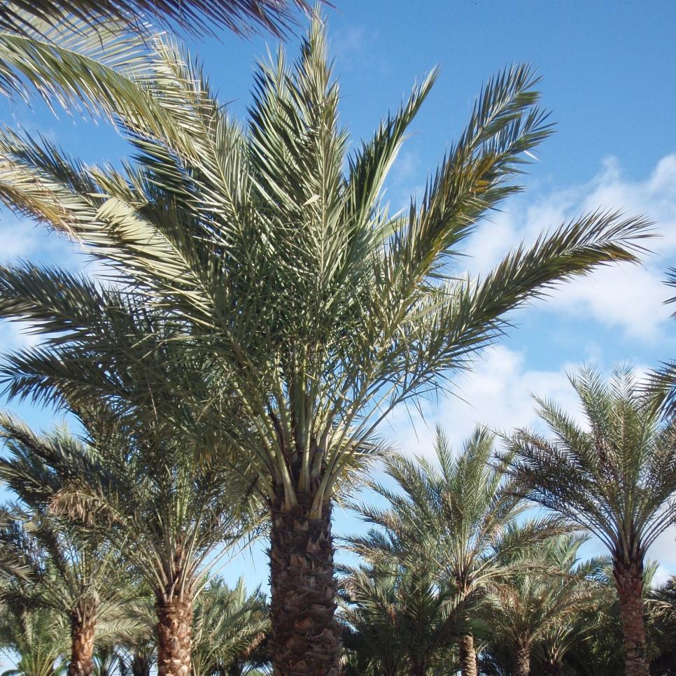 palm tree fibre used for weaving baskets