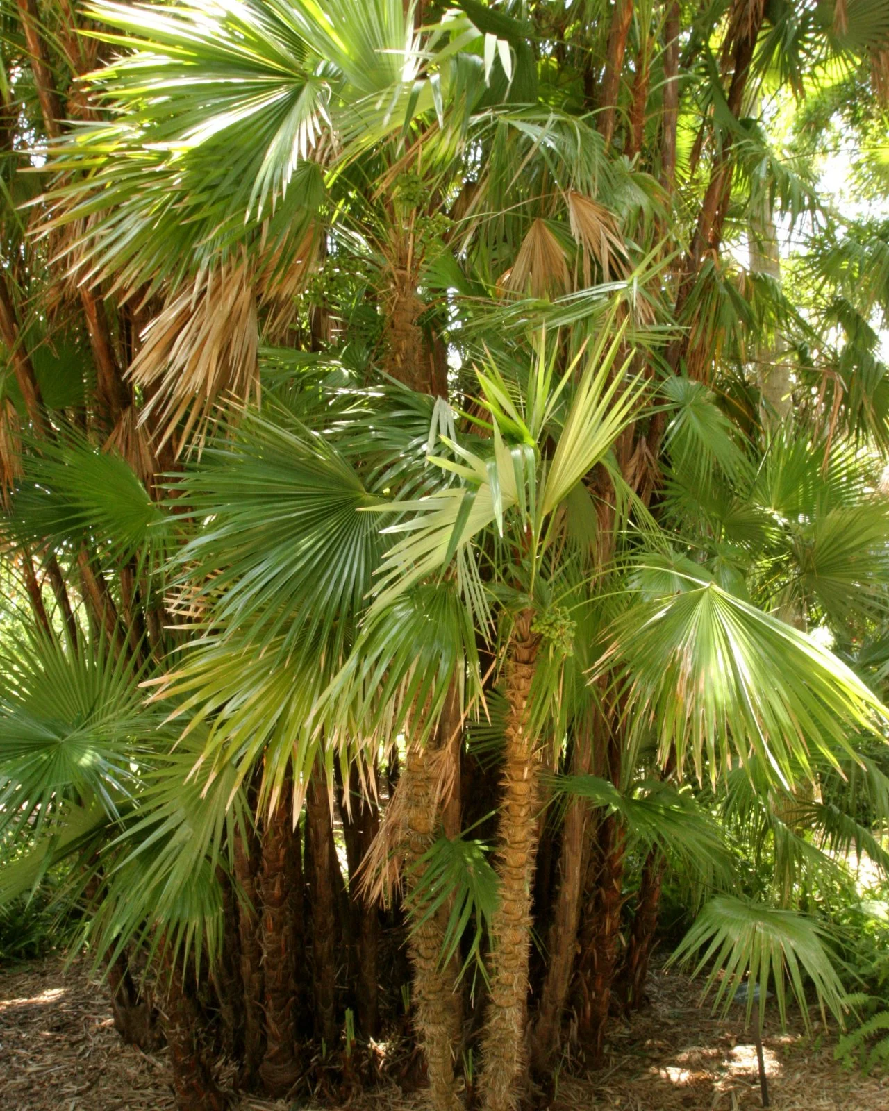 14 Classic Palm Trees HGTV