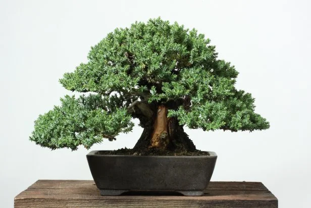 Bonsai Gardens Guide 