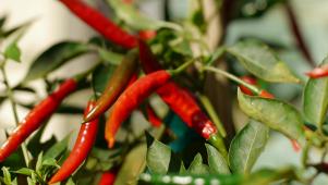 How to Grow Chile Peppers