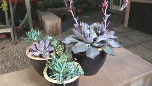 Shapely Succulent Containers
