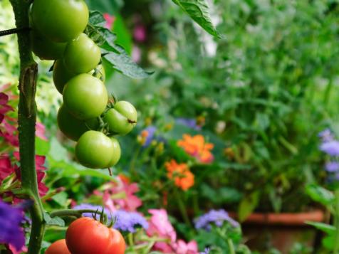 Edible Landscaping: Growing Your Own Food