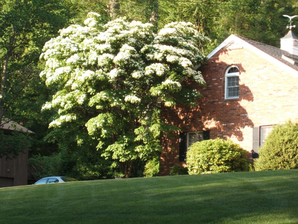 Shade Trees: Cut Air Conditioning Costs 