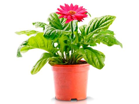 Cleaning Indoor Air With Plants