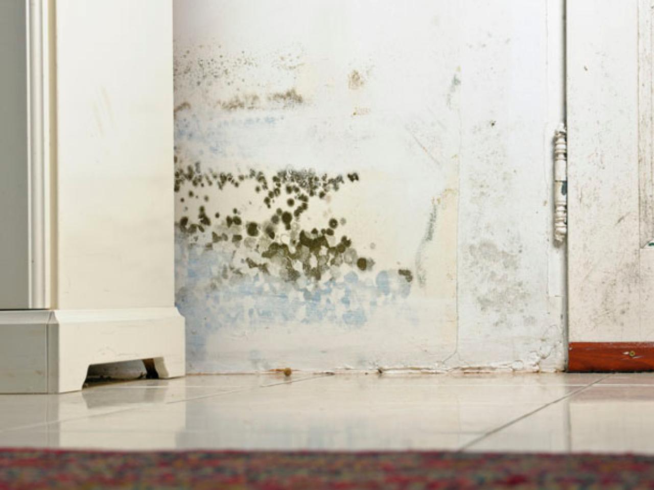 black mold caused by