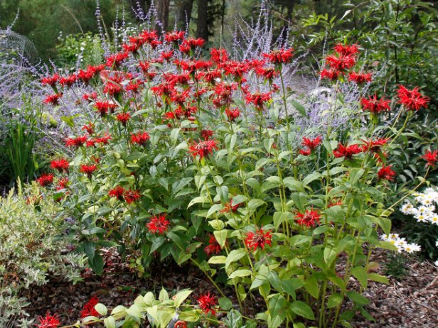 Xeriscaped Perennial Garden OF Red Minardas or Bee Balm with Blue Russian Sage and Whie Daisies. Bark Mulch on ground. Wall of evergreens in background. Elder shrub to right. 