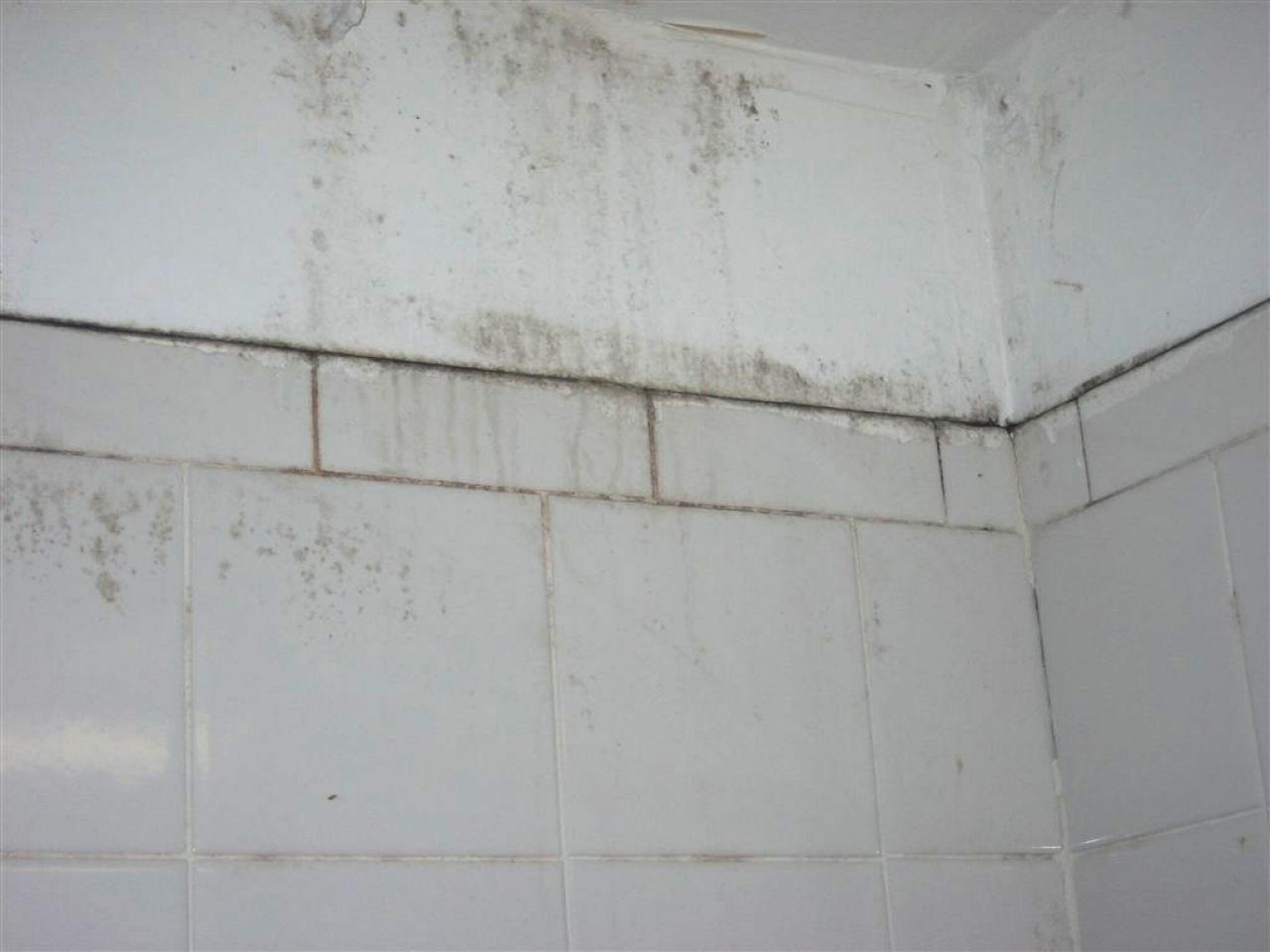 Bathroom Mold Issues Hgtv