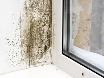 A detail shot of mold on the wall near the window.